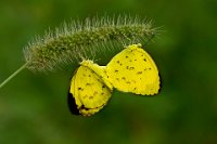 181 - YELLOW BUTTERFLIES MATING - HIREMATH SHASHIDHARSWAMY - india <div